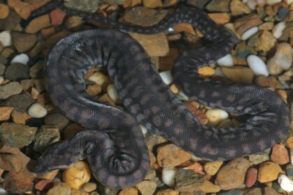 Elephant Trunk Snake Care