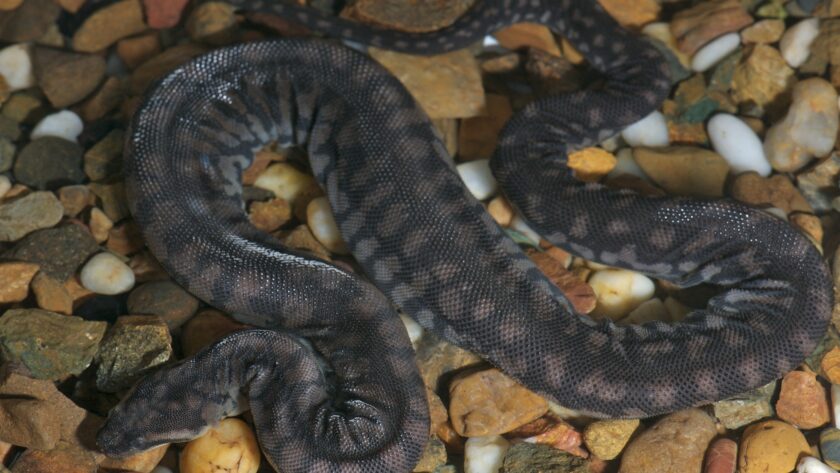 Elephant Trunk Snake Care