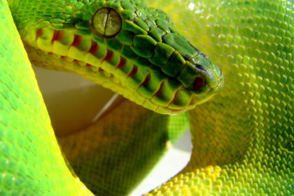 Emerald Tree Boa