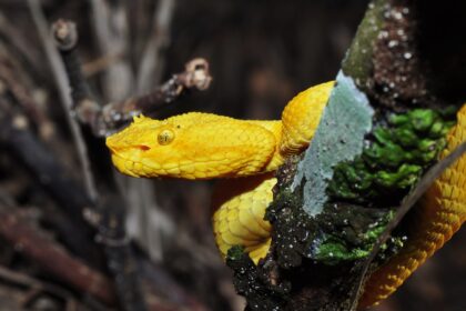 Eyelash Viper Care