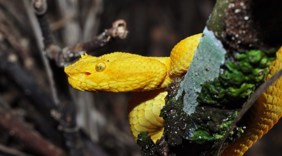 Eyelash Viper Care