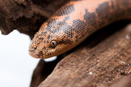 Kenyan Sand Boa Care