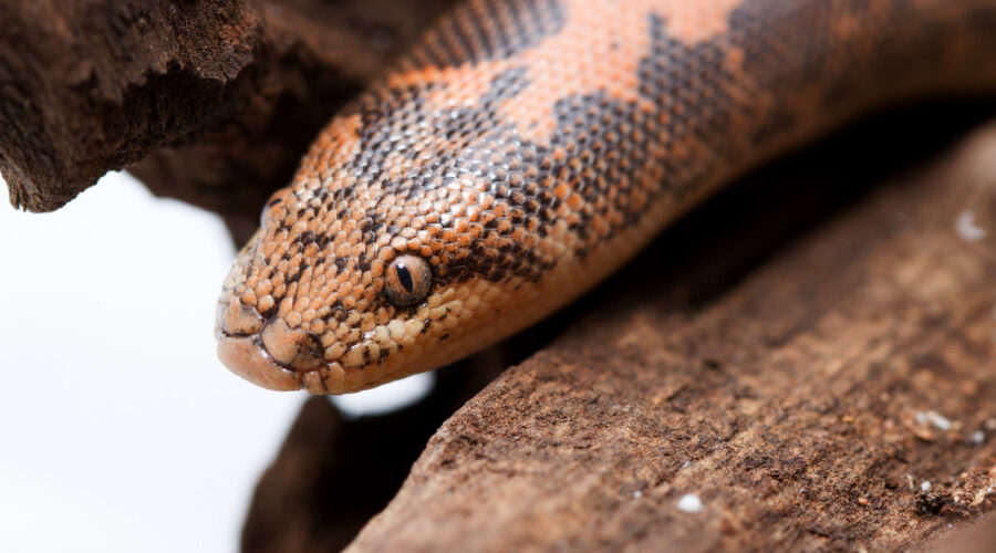 Kenyan Sand Boa Care