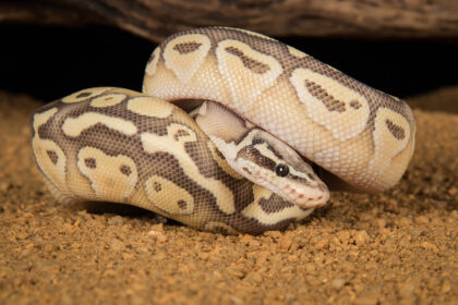 Pastel Ball Pythons