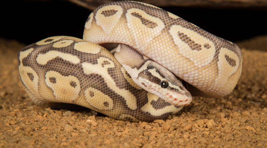 Pastel Ball Pythons