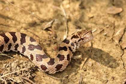 Prairie Kingsnakes