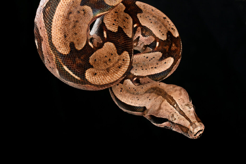 Red Tail Boas