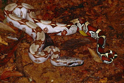 Red Tail Boas