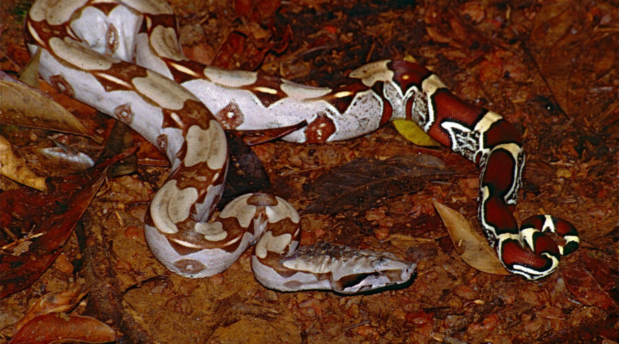 Red Tail Boas