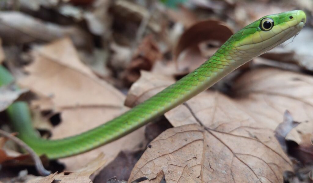 Rough Green Snake Care