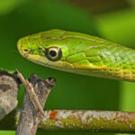 Rough Green Snake Care