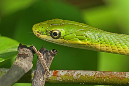 Rough Green Snake Care