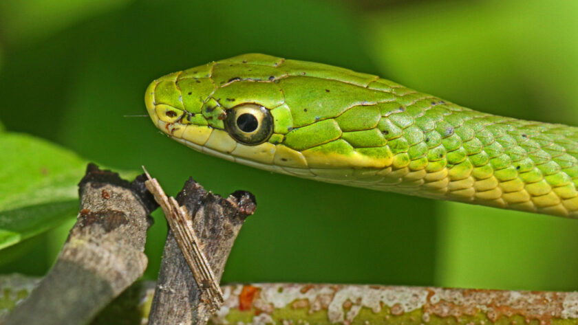 Rough Green Snake Care