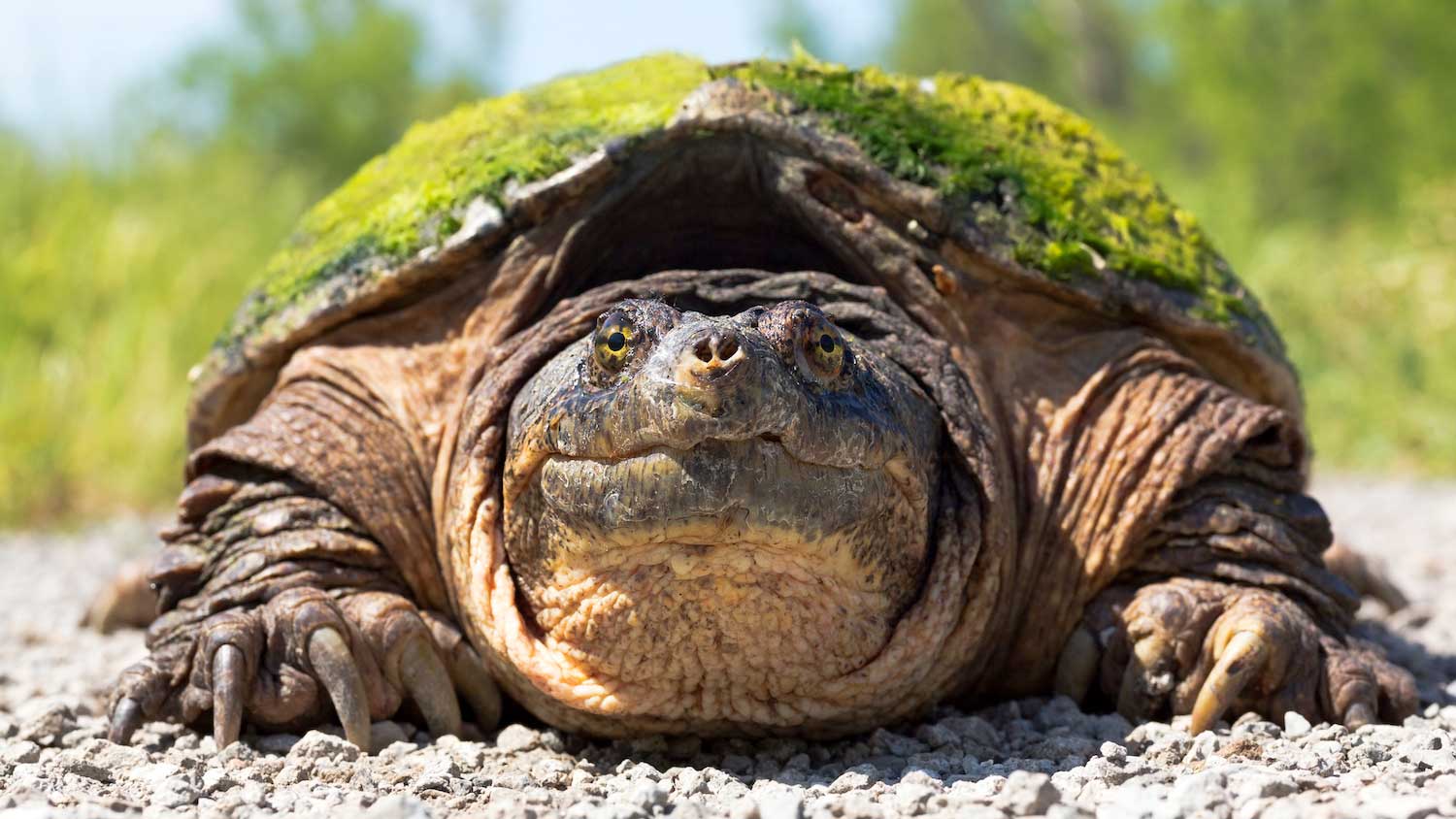 Age Of Snapping Turtle By Size